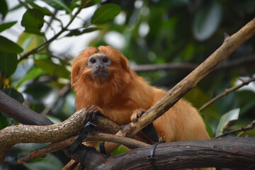 Great Look at a Golden Lion Tamarin Monkey