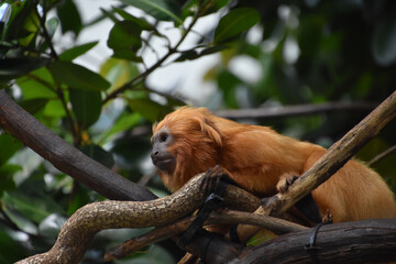 Obraz premium Red Marmoset Stretched Out on a Branch