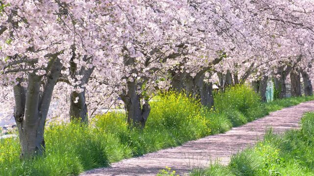 満開の桜並木の小径。桜吹雪が舞う日本の美しい春の風景。A small path lined with cherry trees in full bloom. A beautiful spring scene in Japan with many cherry blossom blizzard dancing in the air.