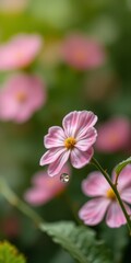 Fototapeta premium Delicate pink flower with water droplet in a vibrant garden setting during spring