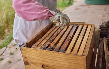 Beekeeper, hands and tool by beehive box for frame removal, opening crate and honeycomb production process. Beekeeping, person and gloves for sustainable honey harvesting and organic wax extraction