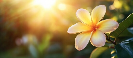 Fototapeta premium Sunlit yellow frangipani flower in a lush green setting with soft bokeh background and warm sunlight Copy Space