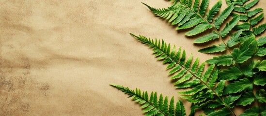 Green fern leaves on textured brown background with ample copy space for text insertion