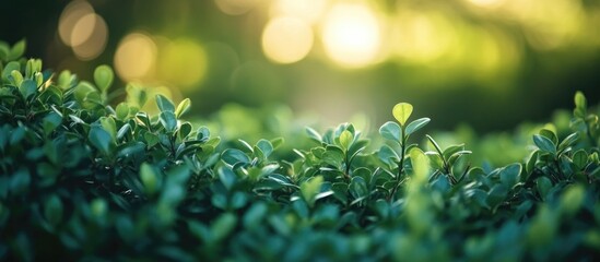 Close-up of vibrant green leaves with sunlight in the background, natural bokeh effect