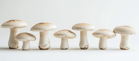 Mushroom Variety on White Background with Copy Space