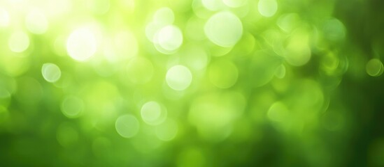 Fototapeta premium Green Nature Bokeh Background with Sunlight and Blurred Foliage