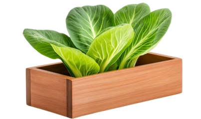 Fresh green leaves in a wooden planter for gardening enthusiasts.