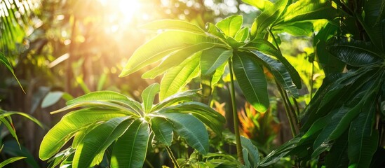 Close-up of lush green tropical leaves with sunlight filtering through foliage