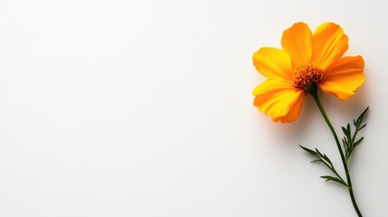 Fototapeta premium Bright yellow flower on white background with copy space on the left.