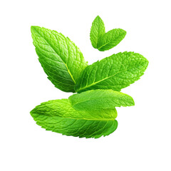 Fresh green mint leaves with vibrant colors for culinary use.
