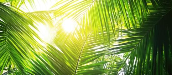 Fototapeta premium Sunlight Filtering Through Lush Green Palm Leaves with Copy Space