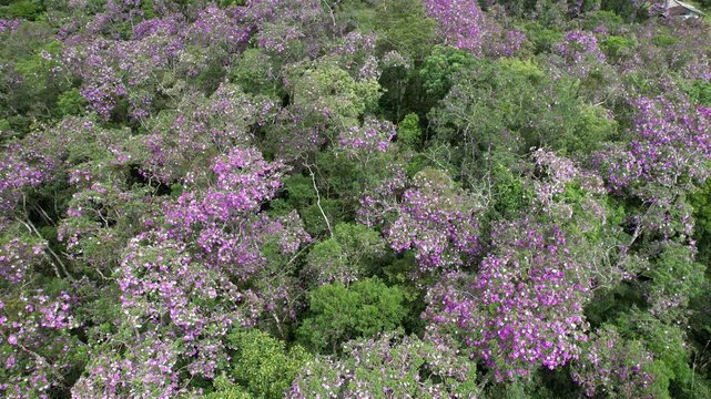 As flores dos manac&aacute;s-da-serra em meio &agrave;s copas das &aacute;rvores, no Vale do Ribeira, em S&atilde;o Paulo, Brasil