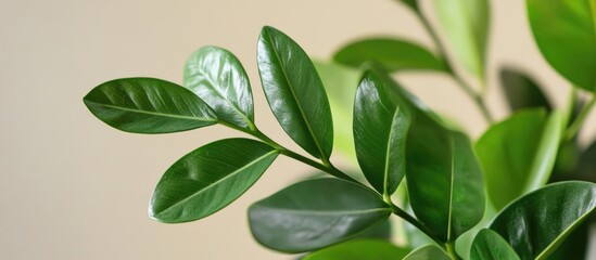 Obraz premium Close-up of vibrant green leaves of a Zamioculcas plant against a neutral background