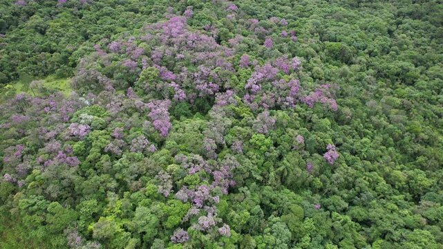 Um passeio sobre a floresta onde se v&ecirc; as flores dos manac&aacute;s-da-serra em meio &agrave;s copas das &aacute;rvores, no Vale do Ribeira, em S&atilde;o Paulo, Brasil