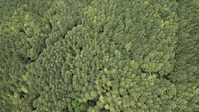 Detalhe das copas dos pinheiros de um reflorestamento para produ&ccedil;&atilde;o de celulose, em v&iacute;deo obtido com sobrevoo de drone, no Vale do Ribeira, em S&atilde;o Paulo, Brasil.