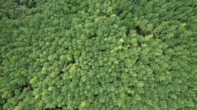 Um v&iacute;deo aproximando o detalhe das copas dos pinheiros de um reflorestamento para produ&ccedil;&atilde;o de celulose, em imagem obtida com sobrevoo de drone, no Vale do Ribeira, em S&atilde;o Paulo, Brasil.