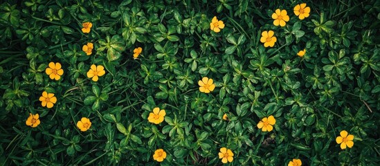 Yellow flowers scattered on lush green foliage, top view
