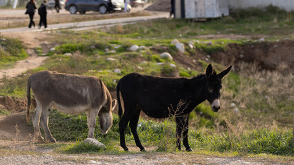 pair of donkey in countryside of Issyk-Kul Region, a town called Kyzyl Suu