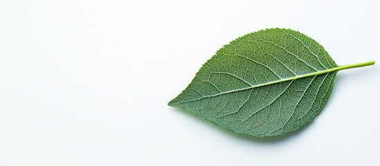Fototapeta premium Green leaf on white background with vein detail and copy space
