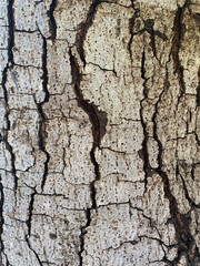 The aged tree bark is rugged and deeply grooved, with cracks weaving intricate patterns across its...
