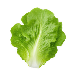Fresh green lettuce leaf, perfect for salads and healthy meals.