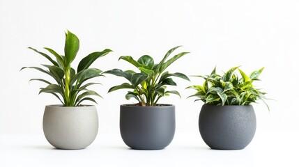 Obraz premium Three decorative potted houseplants against white background with copy space