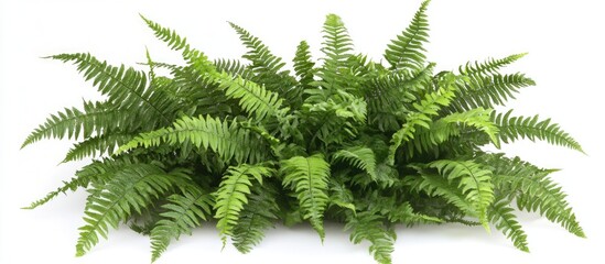Naklejka premium Lush green fern plant isolated on white background with copy space