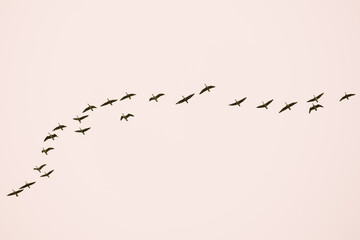 A breathtaking and stunning formation of birds migrating together gracefully in the serene blue sky above