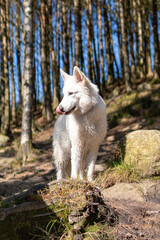 Obraz premium German shepherd dog