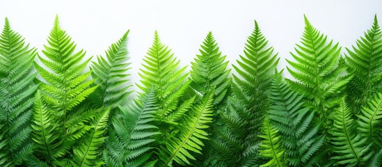 Fototapeta premium Lush Green Fern Leaves Aligned Against a Light Background with Copy Space