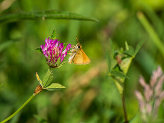 Essex Skipper Feeeding on Red Clover