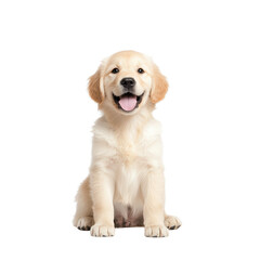 A cheerful golden retriever puppy sitting happily on a white background.