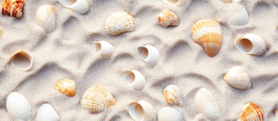 Seashells Scattered on Sandy Surface with Small Ripples