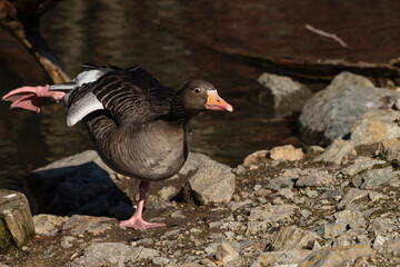 A brown goose poses with one leg in a rear-up position and stands on the other with bared teeth by the shore of a lake.