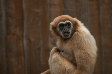 A view of a female gibbon with its mouth open with a wooden fence in the background. ( Hylobates lar )