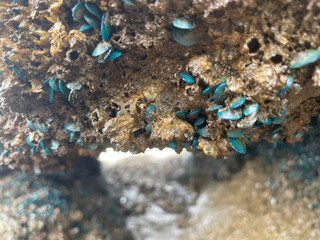 mussel shells on the beach 