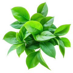 Obraz premium Vibrant green leaves showcasing natural beauty and freshness.