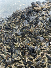 shells on the beach