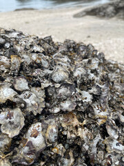 shell on the beach , oyster shell