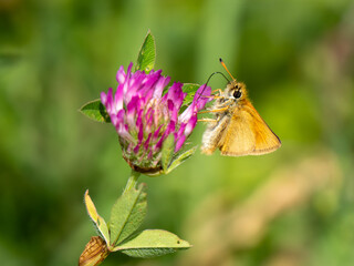 Essex Skipper Feeeding on Red Clover