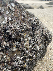 stones on the beach ,oyster shell