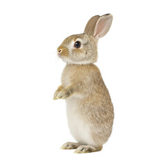 Obraz premium A cute rabbit standing upright, showcasing its fluffy fur and adorable features.
