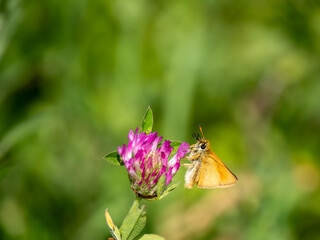 Essex Skipper Feeeding on Red Clover