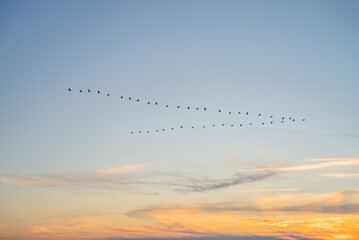Large flock of birds flying away into the distance. Migratory birds flying in wedge on sunset sky Background. 