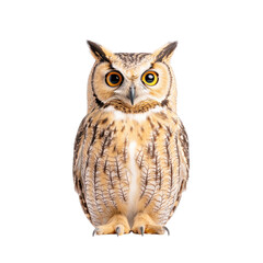 Obraz premium A majestic owl perched and showcasing its striking features and wise eyes.