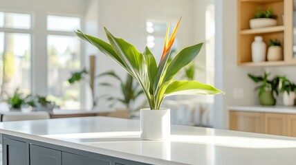 Bird of paradise plant in sunlit modern kitchen