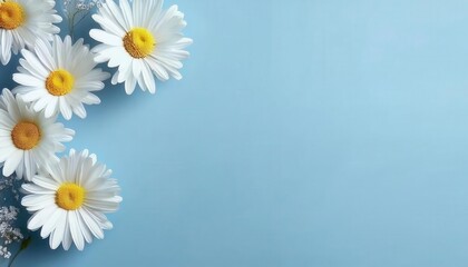 Fototapeta premium close-up of fresh daisy flowers against a soft blue background, perfect for nature, spring, and floral themed designs