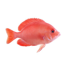 A vibrant red fish swimming gracefully through clear waters.