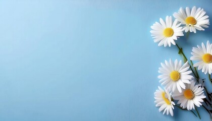 Obraz premium close-up of fresh daisy flowers against a soft blue background, perfect for nature, spring, and floral themed designs