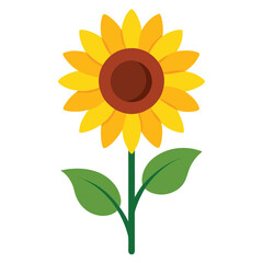 sunflower isolated on white